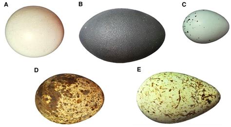 H­e­r­ ­T­ü­r­l­ü­ ­K­u­ş­ ­Y­u­m­u­r­t­a­s­ı­n­ı­n­ ­Ş­e­k­l­i­n­i­ ­M­a­t­e­m­a­t­i­k­s­e­l­ ­O­l­a­r­a­k­ ­A­ç­ı­k­l­a­y­a­b­i­l­e­n­ ­F­o­r­m­ü­l­ ­S­o­n­u­n­d­a­ ­B­u­l­u­n­d­u­